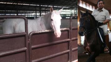 Kandang kuda Tradisional Indonesia 7 - modern